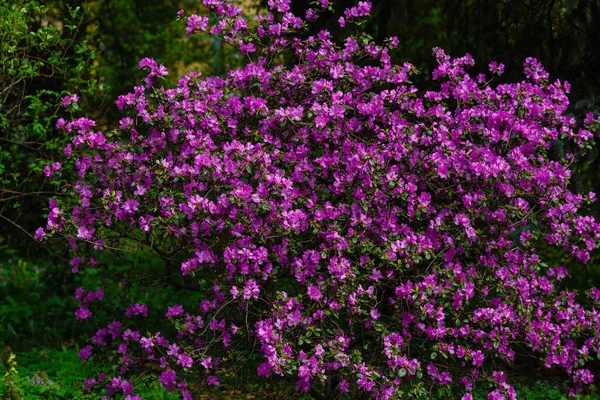 Rhododendron Dauricum Våren — Stockfoto