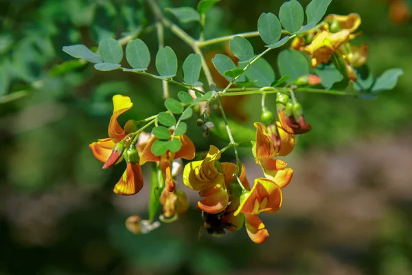 Colutea Arborescens Garden Bright Orange Flowers Seeds — Stock Photo, Image