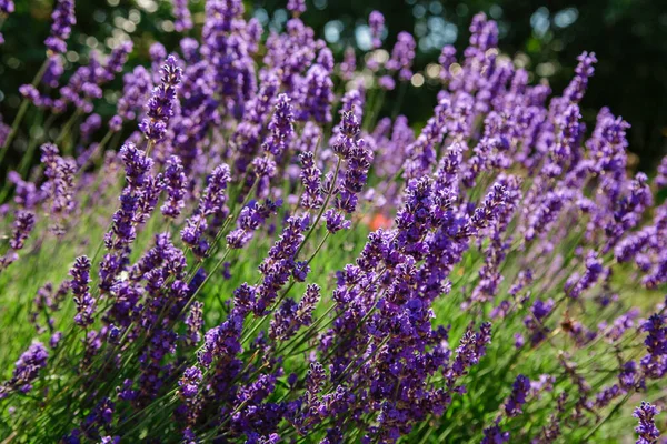 Flores Azuis Lavandula Fundo Natural Bela Vista Verão Com Flores — Fotografia de Stock