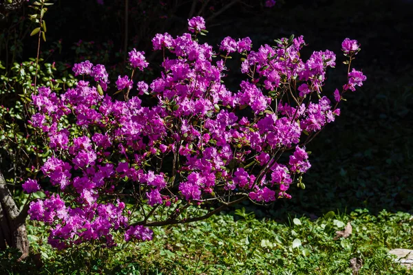 Fiori Rhododendron Dauricum Ledum Nell Orto Botanico Primaverile — Foto Stock
