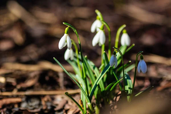 春の庭で美しい降雪 自然の中でかなり白い花の雪滴 Galanthus — ストック写真