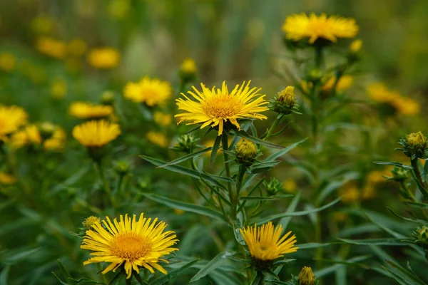 Fiori Gialli Inula Ensifolia Giardino — Foto Stock