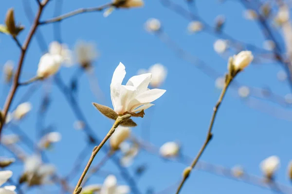 Magnolia Fleurs Blanches Dans Jardin Début Printemps — Photo