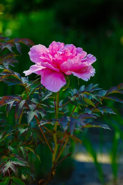 Bela Flor Peônia Árvore Paeonia Suffruticosa Jardim Verão — Fotografia de Stock