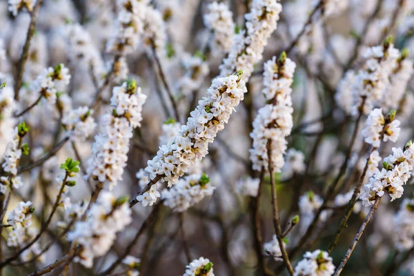 白ダフネ メゼレウムの花の枝 — ストック写真