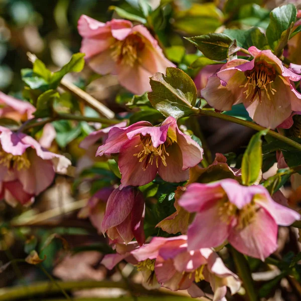 Hellebore Abkhaze Sorte Braun Dans Jardin Printemps — Photo