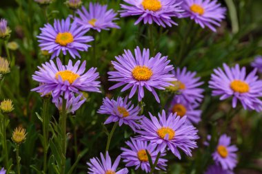 Alp Aster (Aster alpinus). Mor çiçekli dekoratif bahçe bitkileri. Kaya bahçesi için çok güzel bitkiler..