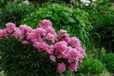 Bahçedeki güzel pembe şakayıklar