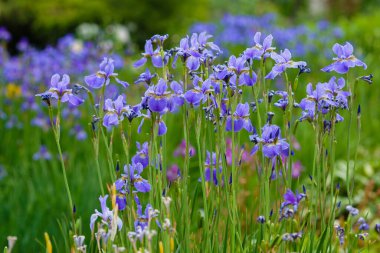 Bahçedeki güzel mavi menekşe çiçekleri. Sibirya irisi. İris sibirica. 