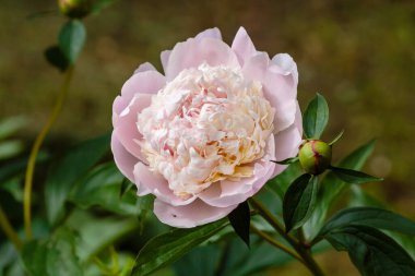 Güzel soluk pembe şakayık bahçede