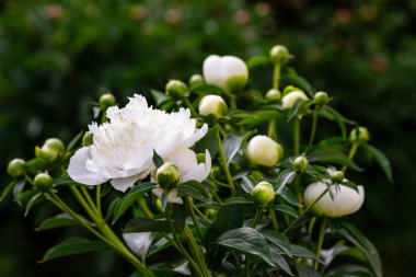 Bahçede güzel beyaz şakayıklar