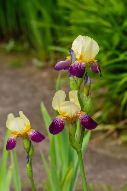 Bahar bahçesinde çiçek açan iris (Iris Germanica), doğal arka planda sakallı iris çiçekleri.