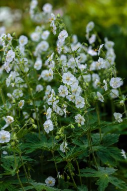 Sardunya 'nın beyaz çiçekleri yaz bahçesinde