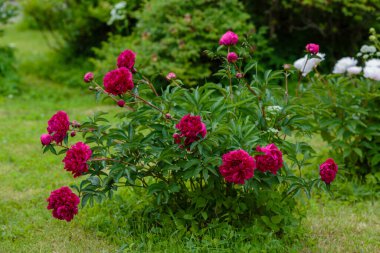 Bahçede güzel kırmızı şakayıklar