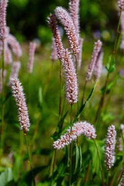 Bahar bahçesinde poligonum bistorta. Persicaria bistorta tıbbi bir bitkidir..