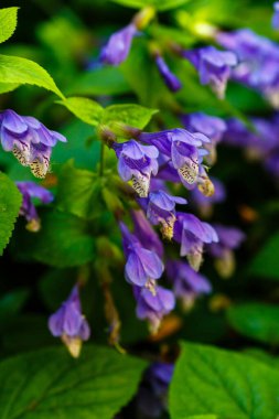 Bahar bahçesinde Mor Meehania urticifolia çiçekleri