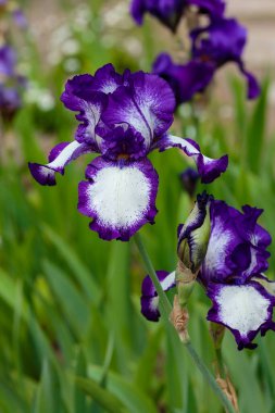 Bahar bahçesinde çiçek açan iris (Iris Germanica), doğal arka planda sakallı iris çiçekleri.