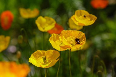 Kaya bahçesindeki Escholzia calizina. Kaliforniya 'nın portakal çiçekleri bahar bahçesinde.