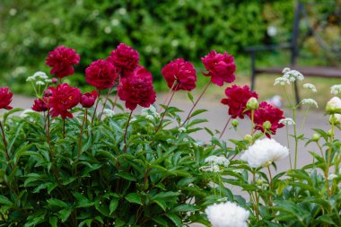 Bahçede güzel kırmızı şakayıklar