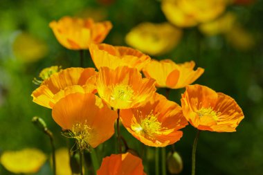 Kaya bahçesindeki Escholzia calizina. Kaliforniya 'nın portakal çiçekleri bahar bahçesinde.