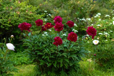 Bahçede güzel kırmızı şakayıklar