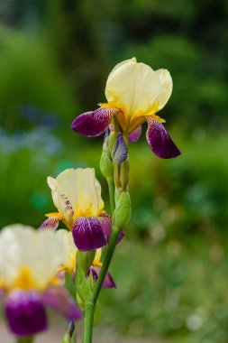 Bahar bahçesinde çiçek açan iris (Iris Germanica), doğal arka planda sakallı iris çiçekleri.