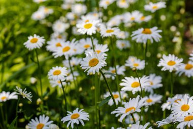 Papatya çiçekleri. Oxeye papatyaları, Leucanthemum vulgare, papatyalar, Dox-eye, yaygın papatyalar, köpek papatyaları, ay papatyaları, papatyalar. Bahçe konsepti