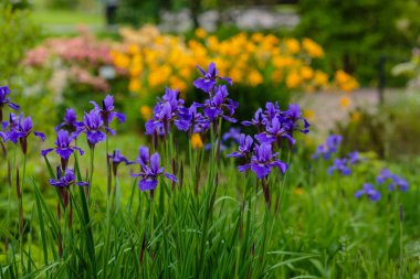 Doğal arka planda, Sibirya irisinin mor çiçekleri. Bahar bahçesinde Iris sibirica. Sibirya İrisi.
