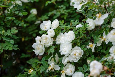 Beyaz yaban gülü (Rosa rugosa) bahçede