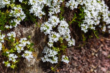 Çiçek açan kekik (Thymus serpilllum). Beyaz kekik çiçeklerini yakın plan olarak taşın üzerinde yaban kekiği. 