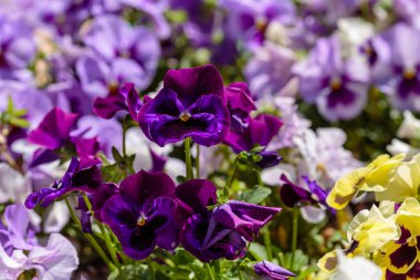 Bahçede çiçek açan keman (Pansy) çiçekleri, narin çiçekli arka plan