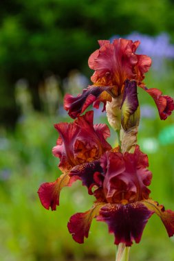 Sakallı irisin kırmızı çiçekleri (Iris Germanica). Bahçede büyüyen Alman süsenleri.