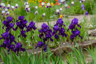 Bahar bahçesinde çiçek açan iris (Iris Germanica), doğal arka planda sakallı iris çiçekleri.