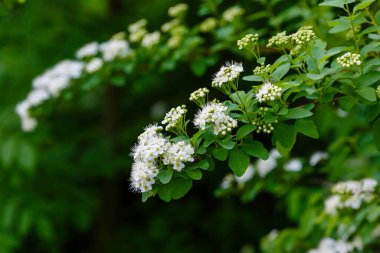 Bahçede beyaz spirea çiçekleri. Peyzaj tasarımı için dekoratif çiçekli çalılıklar