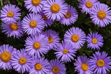 Alp Aster (Aster alpinus). Mor çiçekli dekoratif bahçe bitkileri. Kaya bahçesi için çok güzel bitkiler..