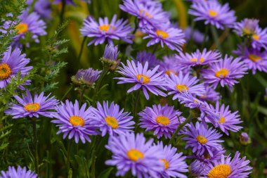 Alp Aster (Aster alpinus). Mor çiçekli dekoratif bahçe bitkileri. Kaya bahçesi için çok güzel bitkiler..