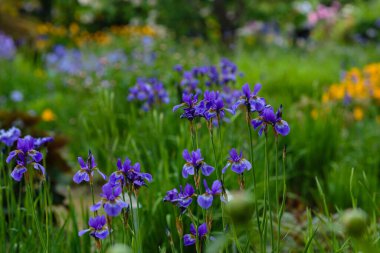 Doğal arka planda, Sibirya irisinin mor çiçekleri. Bahar bahçesinde Iris sibirica. Sibirya İrisi.