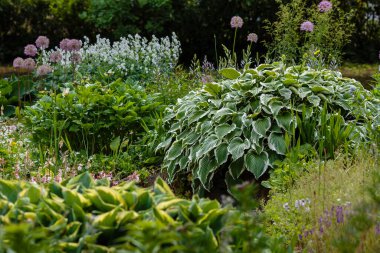 Hosta (lat. Hosta) bahçede. Hosta - Yeşiller familyasının uzun ömürlü bitki cinsi. Güzel yeşil yapraklar süs bitkisi hosta.
