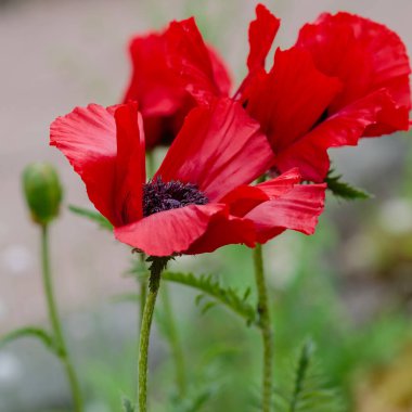 Doğulu gelincik çiçekleri. Papaver oryantürü, bahçedeki muhteşem bir bitkidir.