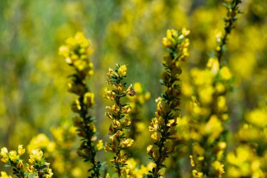 Doğal arka planda çiçek açan chamaecytisus ruthenicus dalları.