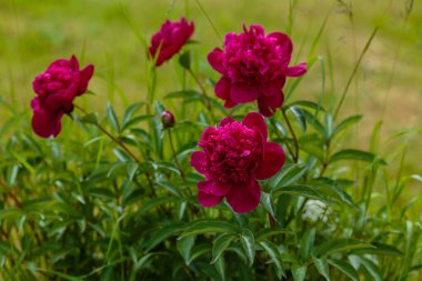Bahçedeki saf şakayıklar