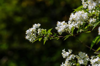 Lemoine Deutzia 'nın beyaz çiçekleri bahçede.