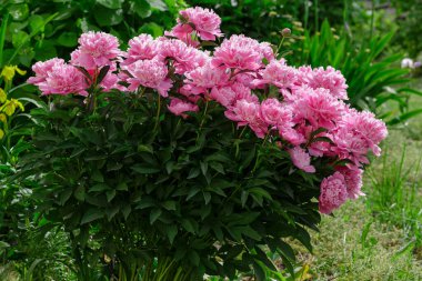 Bahçedeki güzel pembe şakayıklar