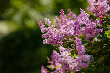 Şırınga. İlkbaharda açan leylak dalları. Çiçek açan leylak. Bahar arkaplanı.