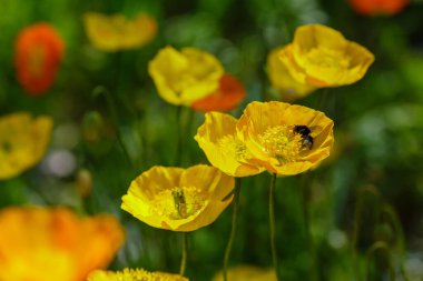 Kaya bahçesindeki Escholzia calizina. Kaliforniya 'nın portakal çiçekleri bahar bahçesinde.