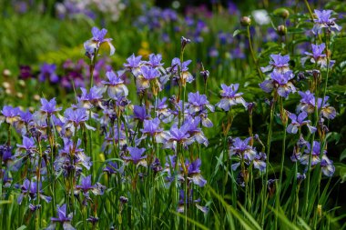 Doğal arka planda, Sibirya irisinin mor çiçekleri. Bahar bahçesinde Iris sibirica. Sibirya İrisi.