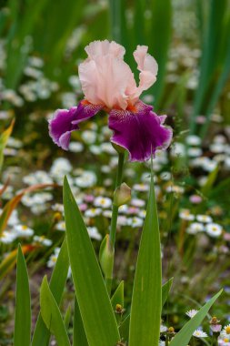 Sakallı iris 'in pembe ve mor çiçeği (Iris Germanica). Bahçede büyüyen Alman zambağı.
