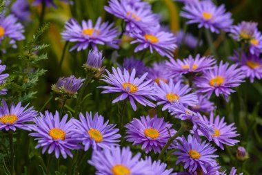 Alp Aster (Aster alpinus). Mor çiçekli dekoratif bahçe bitkileri. Kaya bahçesi için çok güzel bitkiler..