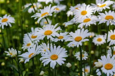 Papatya çiçekleri. Oxeye papatyaları, Leucanthemum vulgare, papatyalar, Dox-eye, yaygın papatyalar, köpek papatyaları, ay papatyaları, papatyalar. Bahçe konsepti