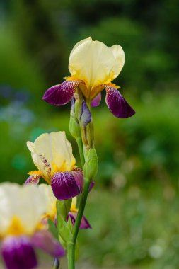 Bahar bahçesinde çiçek açan iris (Iris Germanica), doğal arka planda sakallı iris çiçekleri.